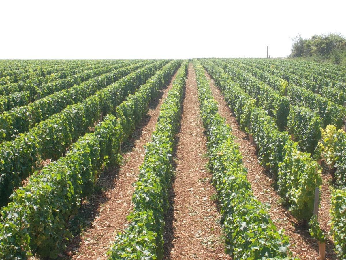 Bed and Breakfast Armalou Pouilly-sur-Loire Exterior foto